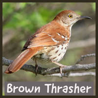 Brown Thrasher